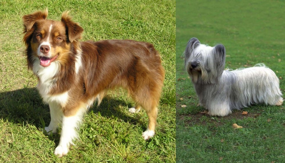 Skye Terrier vs Miniature Australian Shepherd - Breed Comparison