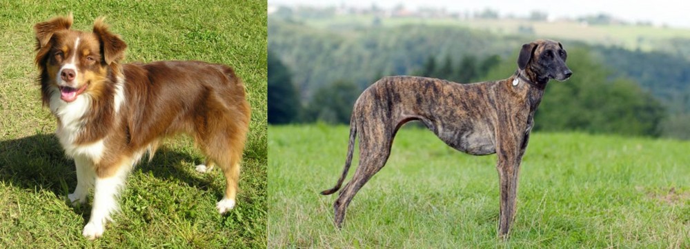 Sloughi vs Miniature Australian Shepherd - Breed Comparison