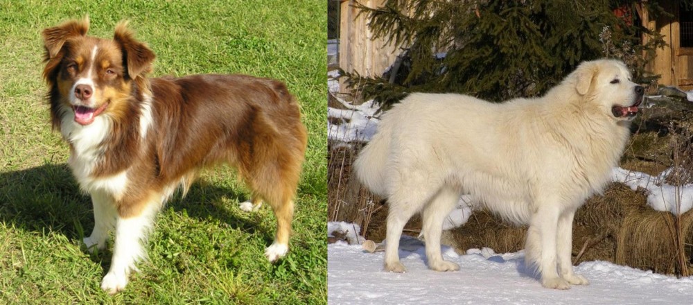 Slovak Cuvac vs Miniature Australian Shepherd - Breed Comparison