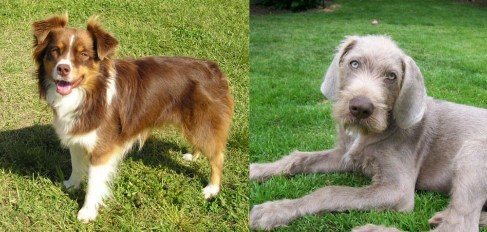 Slovakian Rough Haired Pointer vs Miniature Australian Shepherd - Breed Comparison