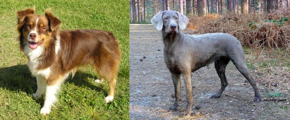 Slovensky Hrubosrsty Stavac vs Miniature Australian Shepherd - Breed Comparison