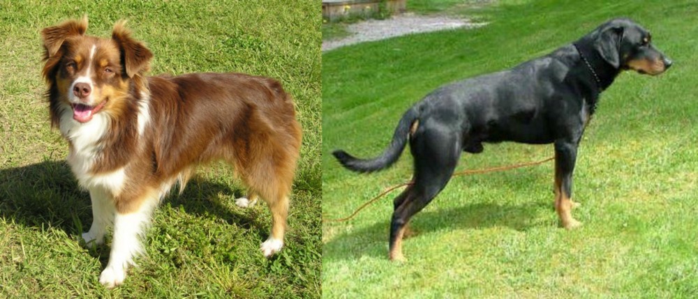 Smalandsstovare vs Miniature Australian Shepherd - Breed Comparison