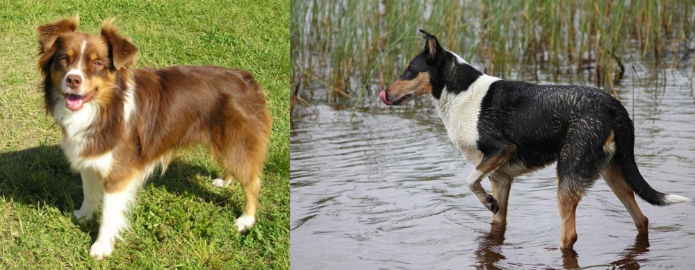 Smooth Collie vs Miniature Australian Shepherd - Breed Comparison