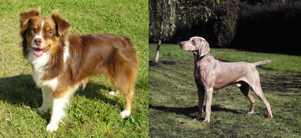Smooth Haired Weimaraner vs Miniature Australian Shepherd - Breed Comparison