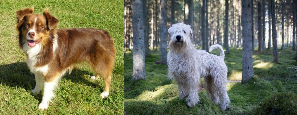 Soft-Coated Wheaten Terrier vs Miniature Australian Shepherd - Breed Comparison