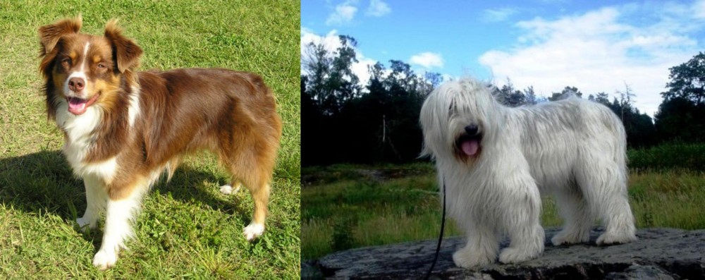 South Russian Ovcharka vs Miniature Australian Shepherd - Breed Comparison