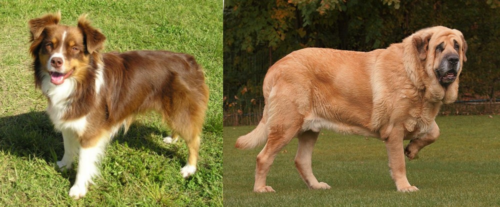 Spanish Mastiff vs Miniature Australian Shepherd - Breed Comparison
