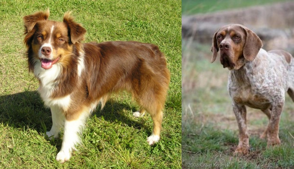 Spanish Pointer vs Miniature Australian Shepherd - Breed Comparison