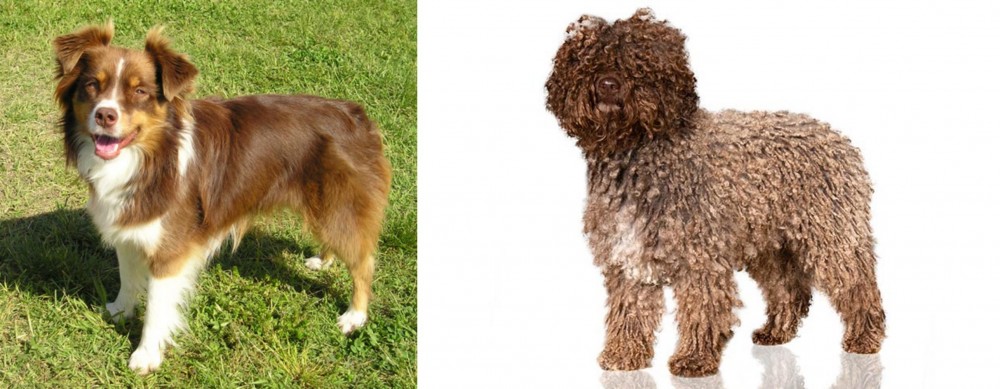 Spanish Water Dog vs Miniature Australian Shepherd - Breed Comparison