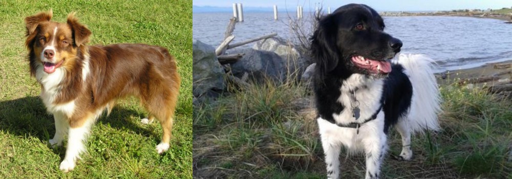 Stabyhoun vs Miniature Australian Shepherd - Breed Comparison