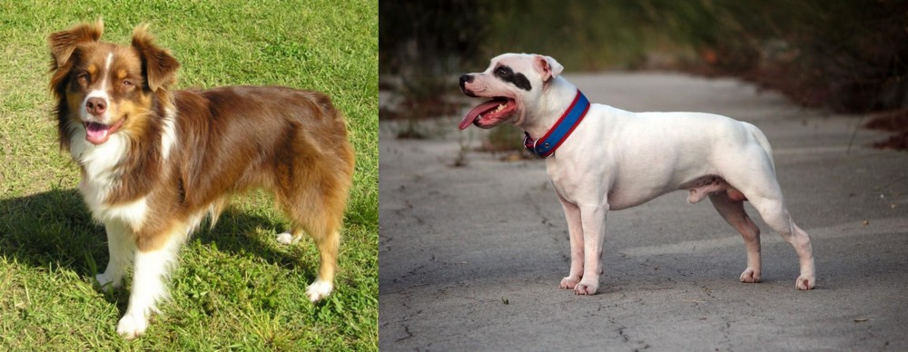 Staffordshire Bull Terrier vs Miniature Australian Shepherd - Breed Comparison