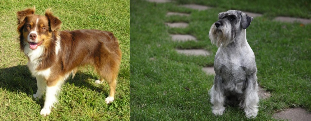 Standard Schnauzer vs Miniature Australian Shepherd - Breed Comparison