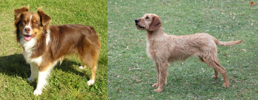 Styrian Coarse Haired Hound vs Miniature Australian Shepherd - Breed Comparison