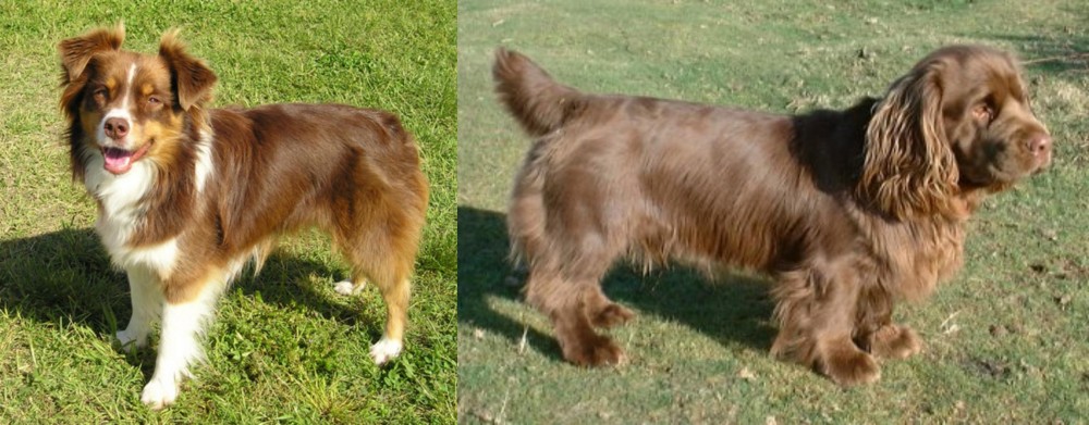 Sussex Spaniel vs Miniature Australian Shepherd - Breed Comparison