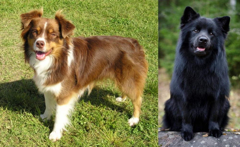 Swedish Lapphund vs Miniature Australian Shepherd - Breed Comparison