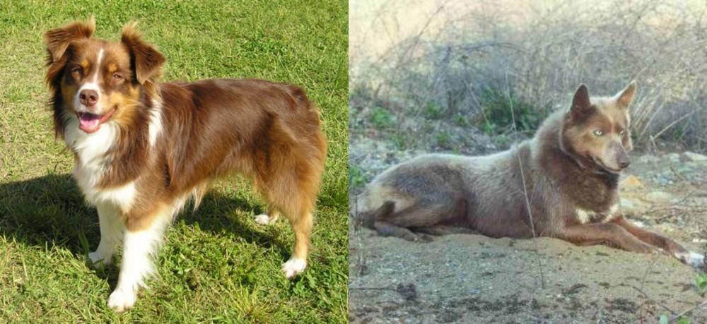 Tahltan Bear Dog vs Miniature Australian Shepherd - Breed Comparison