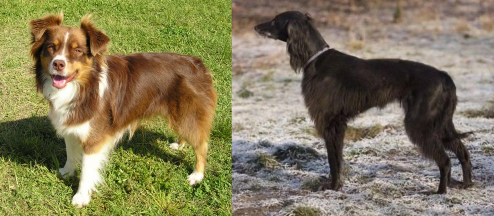 Taigan vs Miniature Australian Shepherd - Breed Comparison