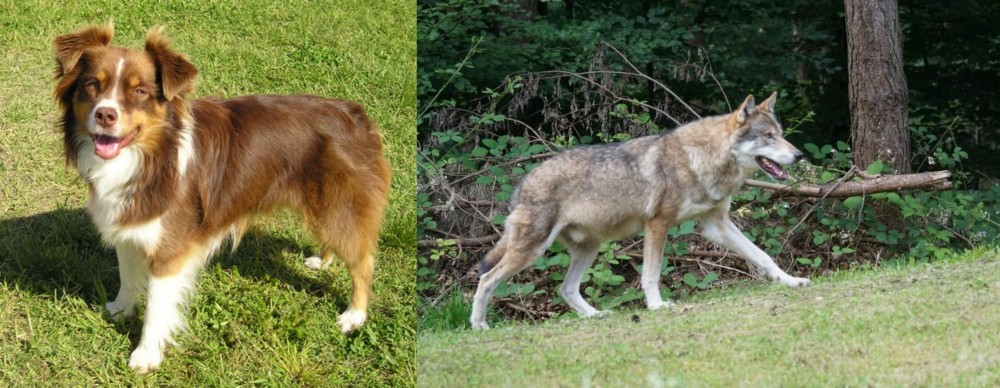Tamaskan vs Miniature Australian Shepherd - Breed Comparison