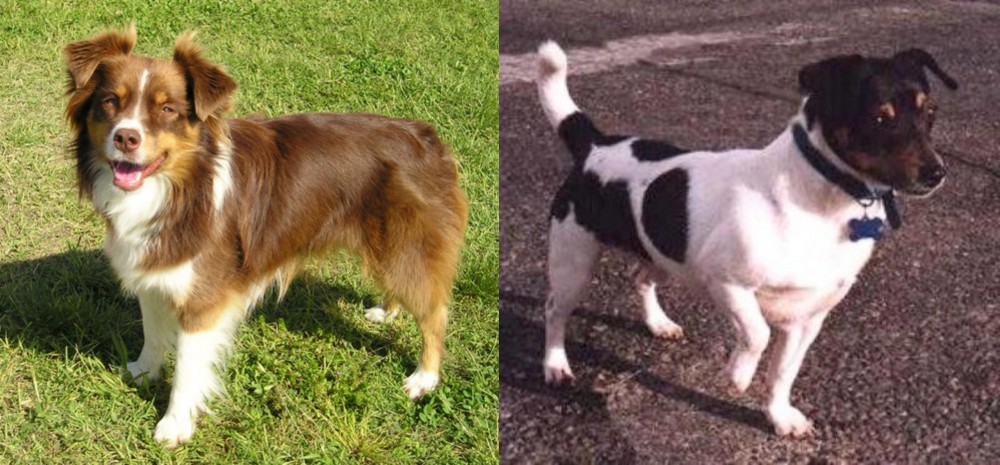 Teddy Roosevelt Terrier vs Miniature Australian Shepherd - Breed Comparison