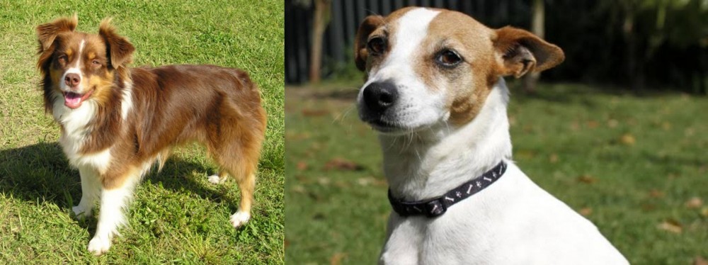Tenterfield Terrier vs Miniature Australian Shepherd - Breed Comparison