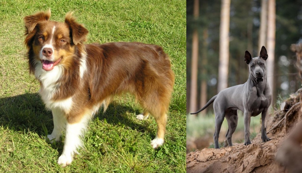 Thai Ridgeback vs Miniature Australian Shepherd - Breed Comparison