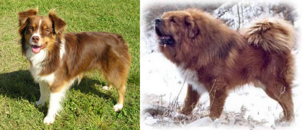 Tibetan Kyi Apso vs Miniature Australian Shepherd - Breed Comparison