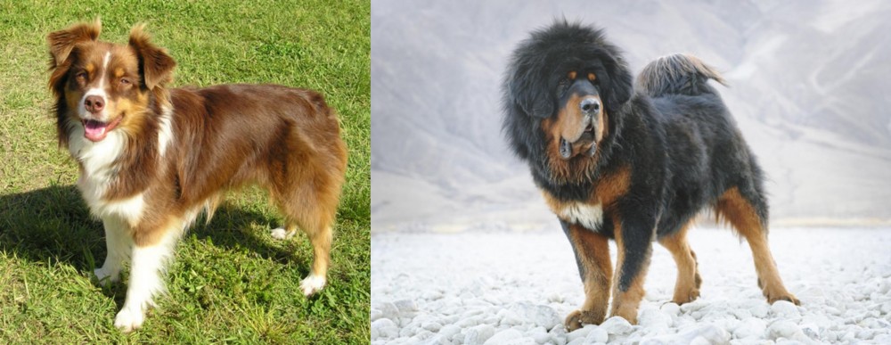 Tibetan Mastiff vs Miniature Australian Shepherd - Breed Comparison