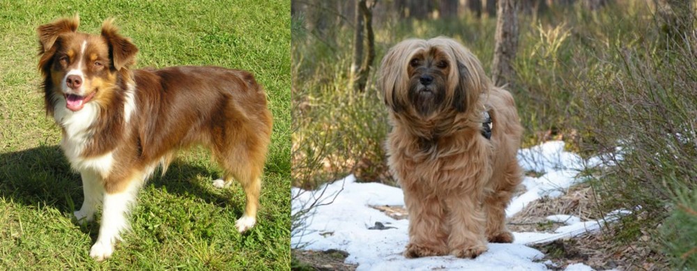 Tibetan Terrier vs Miniature Australian Shepherd - Breed Comparison