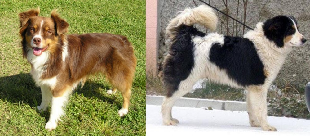 Tornjak vs Miniature Australian Shepherd - Breed Comparison