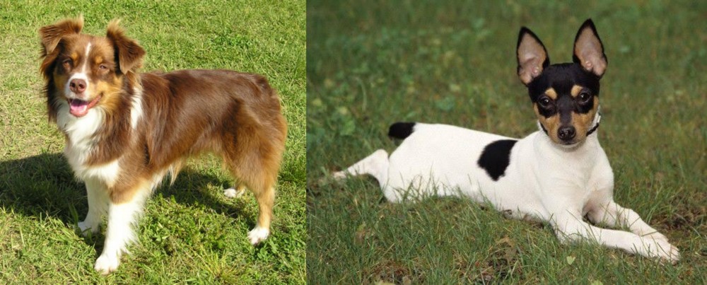 Toy Fox Terrier vs Miniature Australian Shepherd - Breed Comparison