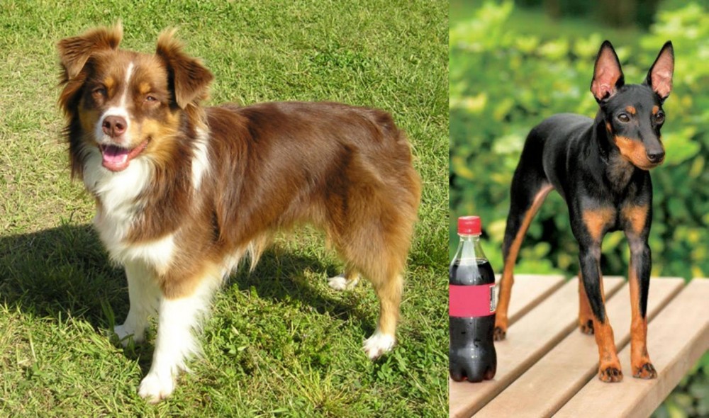 Toy Manchester Terrier vs Miniature Australian Shepherd - Breed Comparison