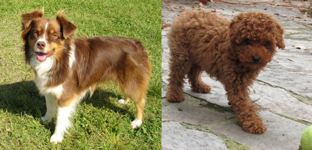 Toy Poodle vs Miniature Australian Shepherd - Breed Comparison