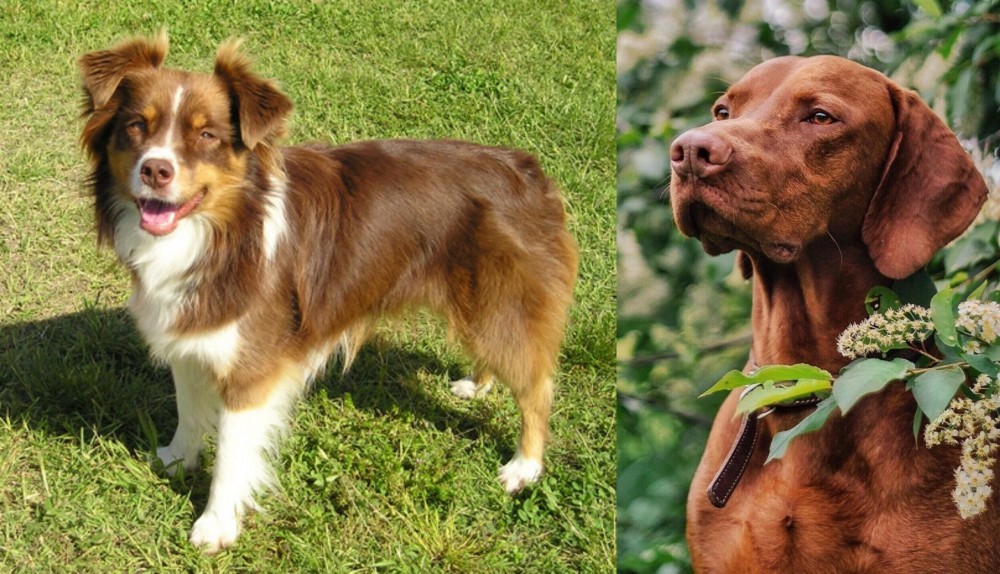 Vizsla vs Miniature Australian Shepherd - Breed Comparison
