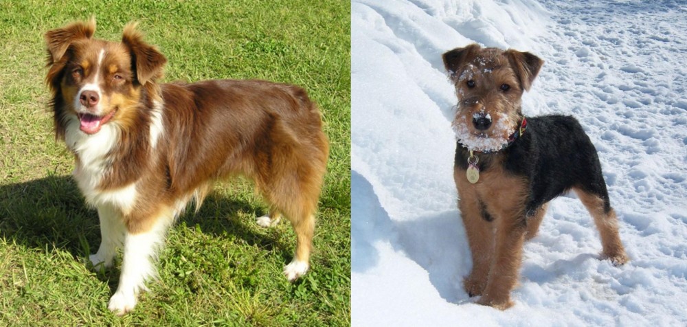 Welsh Terrier vs Miniature Australian Shepherd - Breed Comparison