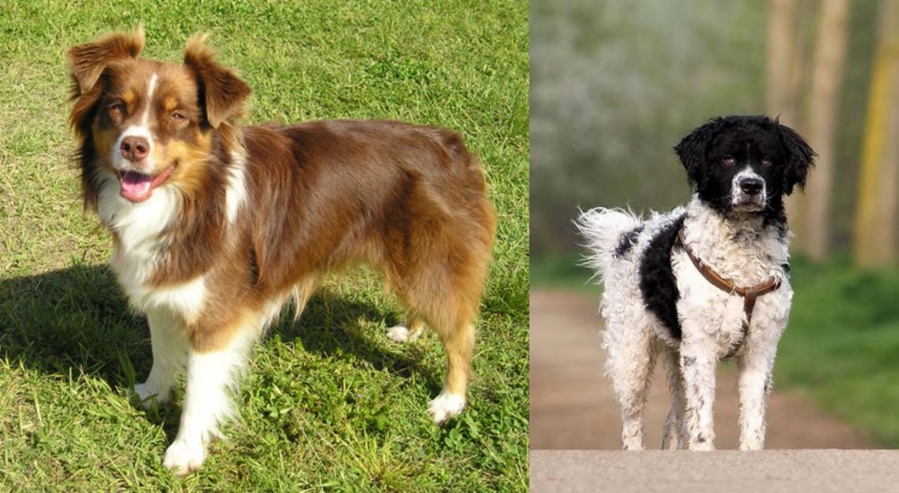 Wetterhoun vs Miniature Australian Shepherd - Breed Comparison