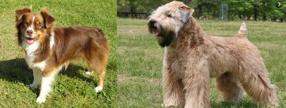 Wheaten Terrier vs Miniature Australian Shepherd - Breed Comparison