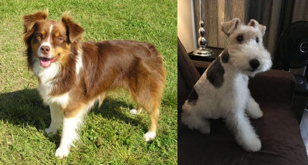 Wire Haired Fox Terrier vs Miniature Australian Shepherd - Breed Comparison