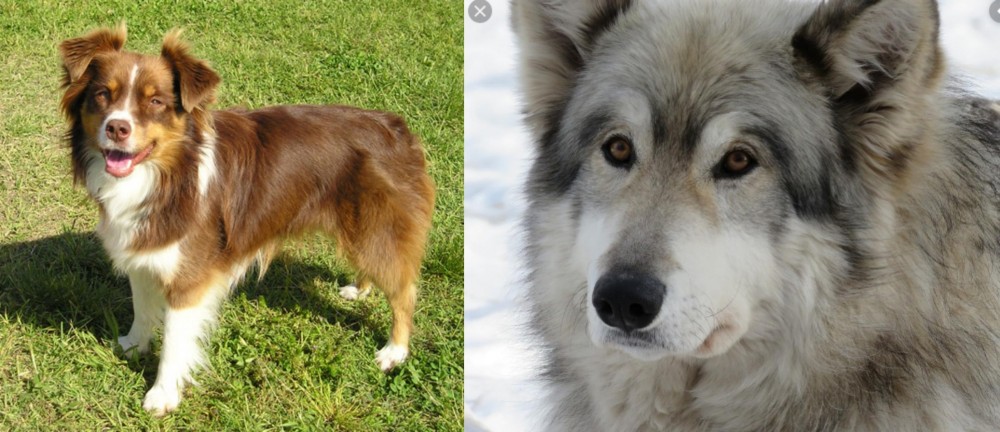 Wolfdog vs Miniature Australian Shepherd - Breed Comparison
