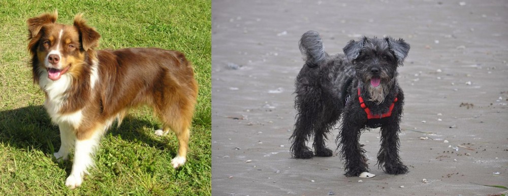 YorkiePoo vs Miniature Australian Shepherd - Breed Comparison