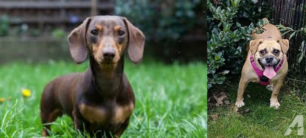 Beabull vs Miniature Dachshund - Breed Comparison