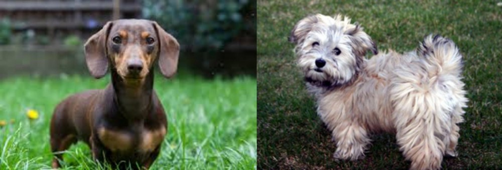 Havapoo vs Miniature Dachshund - Breed Comparison