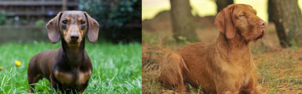 Hungarian Wirehaired Vizsla vs Miniature Dachshund - Breed Comparison