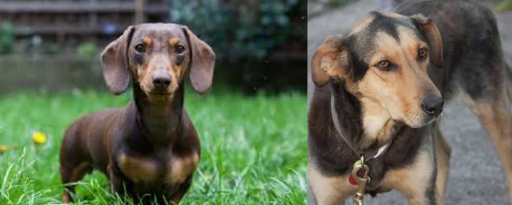 Huntaway vs Miniature Dachshund - Breed Comparison