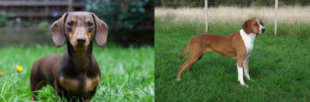 Hygenhund vs Miniature Dachshund - Breed Comparison