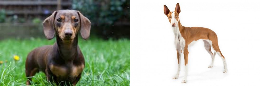 Ibizan Hound vs Miniature Dachshund - Breed Comparison