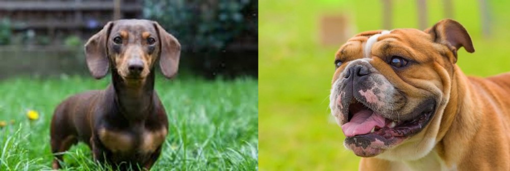 Miniature English Bulldog vs Miniature Dachshund - Breed Comparison