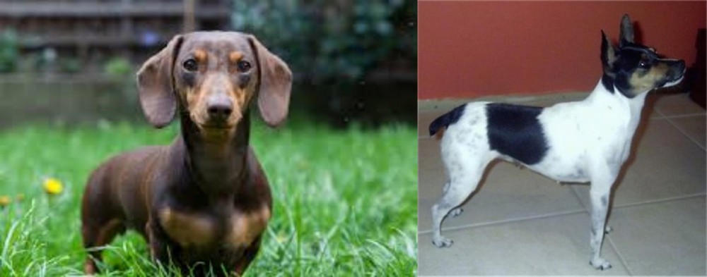 Miniature Fox Terrier vs Miniature Dachshund - Breed Comparison
