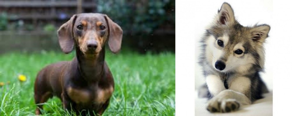 Miniature Siberian Husky vs Miniature Dachshund - Breed Comparison