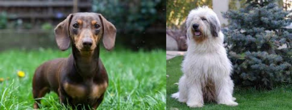 Mioritic Sheepdog vs Miniature Dachshund - Breed Comparison