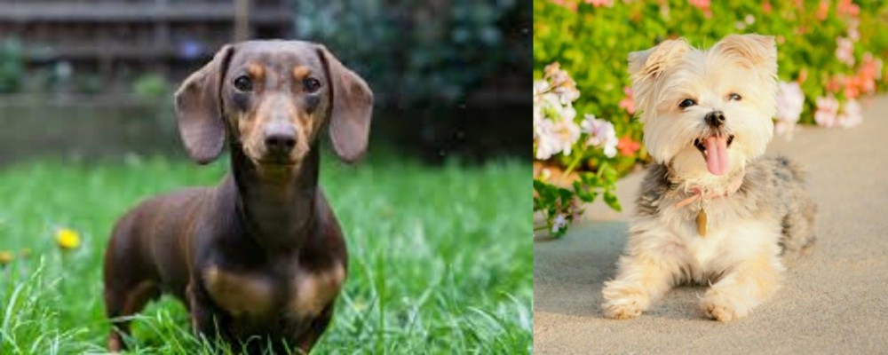 Morkie vs Miniature Dachshund - Breed Comparison